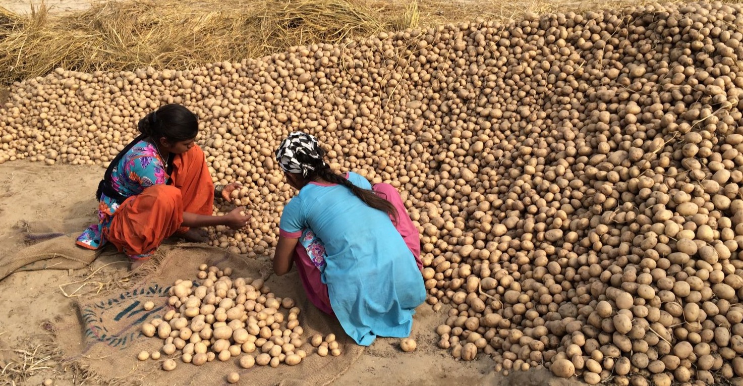 Sorting Potatoes Potatoworld - Premium Space Photo Gallery - Mobile